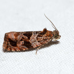 Olethreutes melanomesum