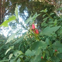 Malvaviscus arboreus