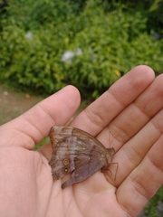 Taygetis thamyra