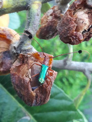 Compsocerus violaceus