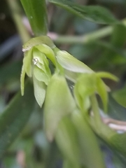 Epidendrum ramosum