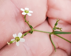Euphorbia discoidalis