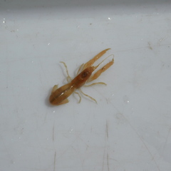 Upogebiidae