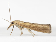 Pediasia dorsipunctellus