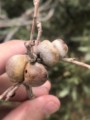 Disholcaspis erugomamma