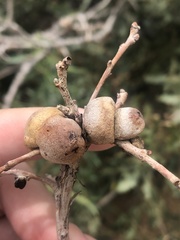 Disholcaspis erugomamma