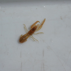 Upogebiidae