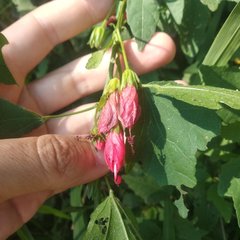 Malvaviscus arboreus