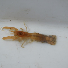 Upogebiidae