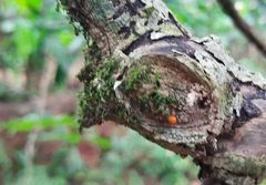 Troides minos