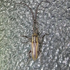 Unelcus lineatus