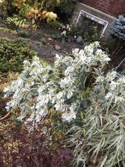 Euphorbia marginata