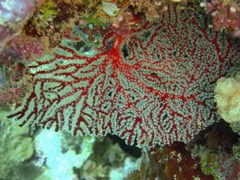 Chironephthya