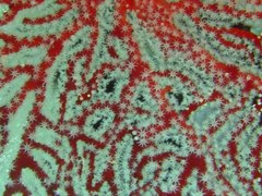 Chironephthya