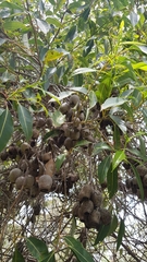 Corymbia calophylla