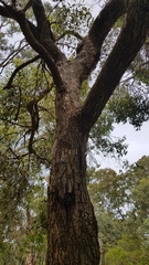 Corymbia calophylla