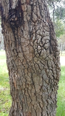Corymbia calophylla
