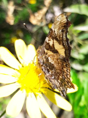 Hypanartia bella