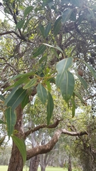 Corymbia calophylla