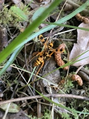 Sphictostethus gravesii