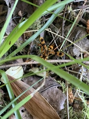 Sphictostethus gravesii