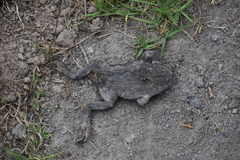 Rhinella limensis