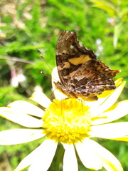 Hypanartia bella