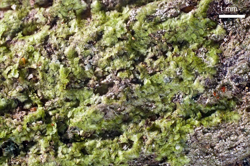 Cololejeunea appressa