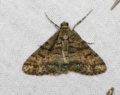 Lipogya leucoprosopa