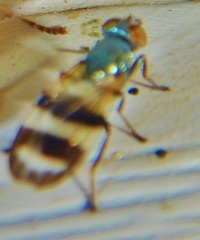 Chaetopsis massyla