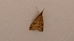 Udea profundalis