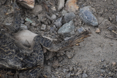 Rhinella limensis