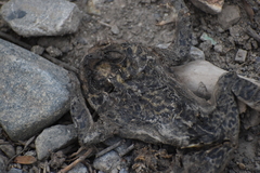 Rhinella limensis