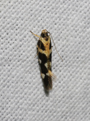 Macrobathra baliomitra