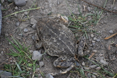 Rhinella limensis