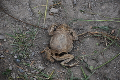 Rhinella limensis