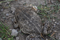 Rhinella limensis