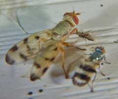 Chaetopsis massyla