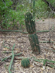 Echinopsis rhodotricha