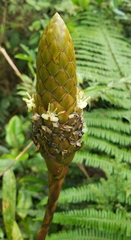 Guzmania coriostachya