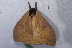 Automeris belti