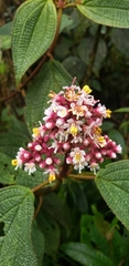 Miconia calvescens