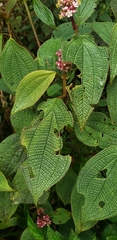 Miconia calvescens
