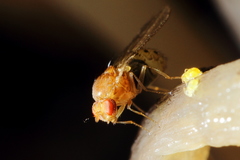 Drosophila falleni