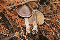 Cortinarius athabascus