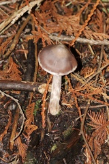 Cortinarius athabascus