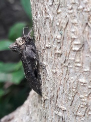 Noctuidae