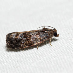 Hedya cyanana
