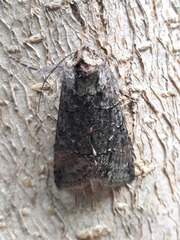 Noctuidae