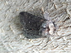 Noctuidae